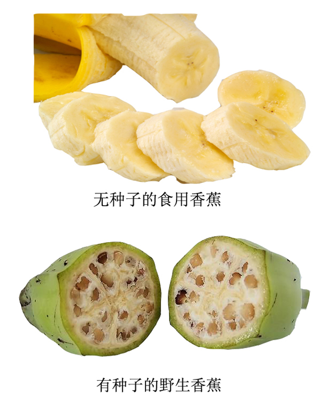  p data-id="go0cf7oj4g">        野生香蕉是二倍体,通常有大量的硬