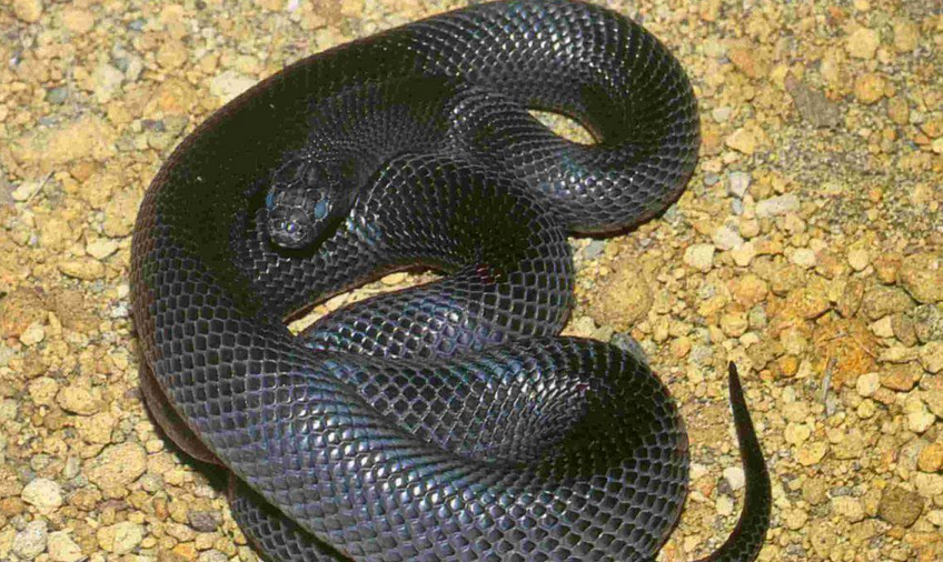  p>德州鼠蛇(学名:elaphe obsoleta)是蛇亚目游蛇科锦蛇属下的一种无