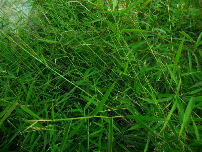 p>止血马唐(学名: i>digitaria ischaemum /i> (schreb.) schreb.