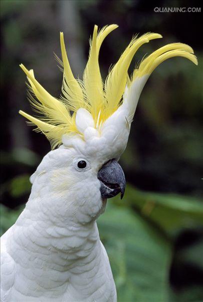 大葵花凤头鹦鹉