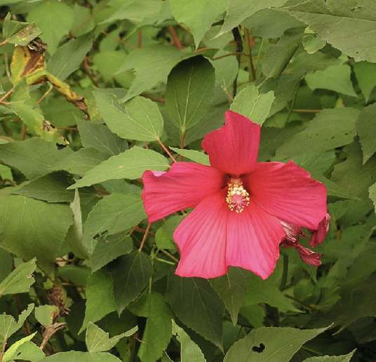 大花秋葵 百度百科