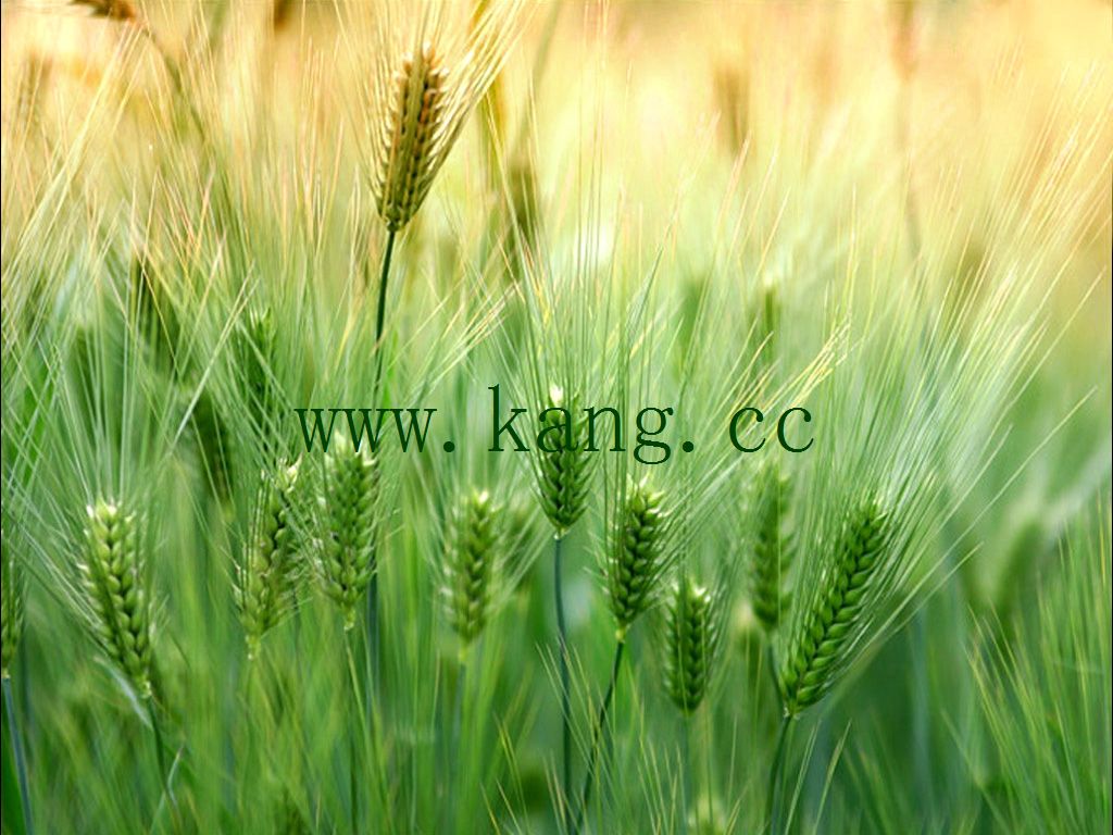  p>浮小麦,中药名.