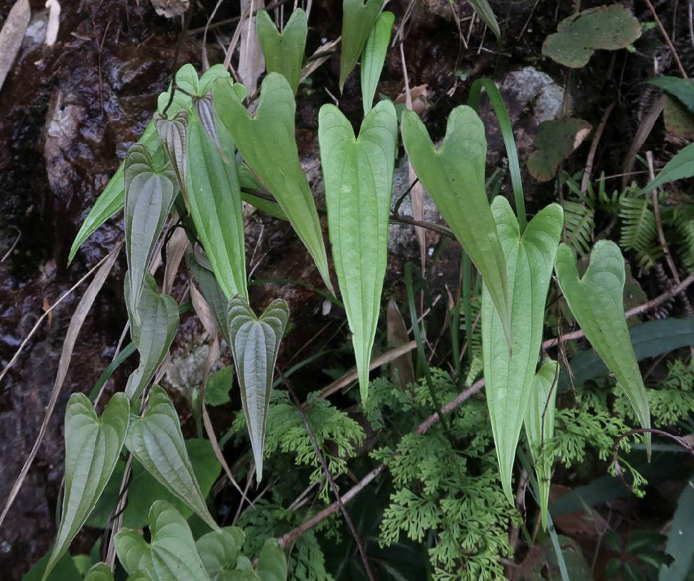 是薯蓣科薯蓣属植物.缠绕草质藤本.