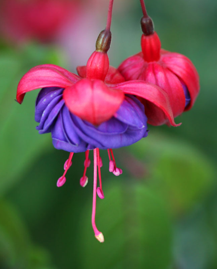  p>倒挂金钟属( a target="_blank" href="/item/拉丁名">拉丁名 /a>