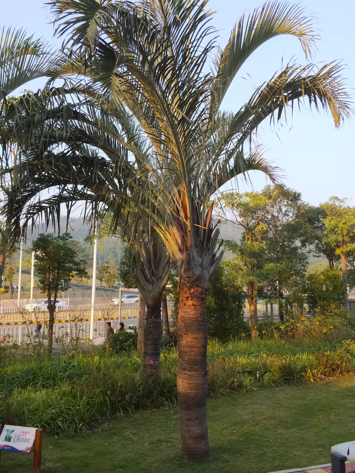  p>三角椰子(学名: i>dypsis decaryi /i> (jum.