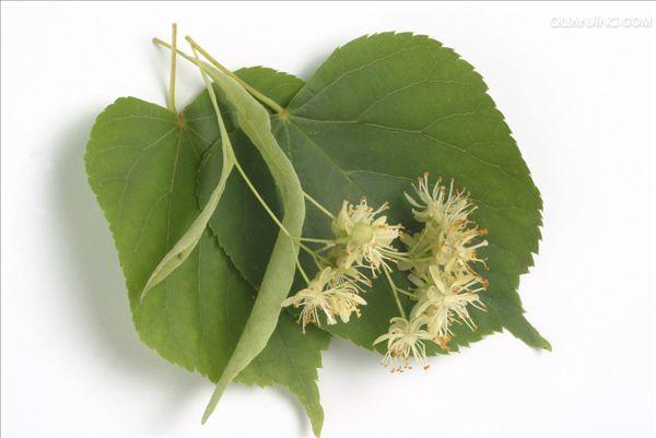  p>椴树( i>tilia tuan  /i>szyszyl.