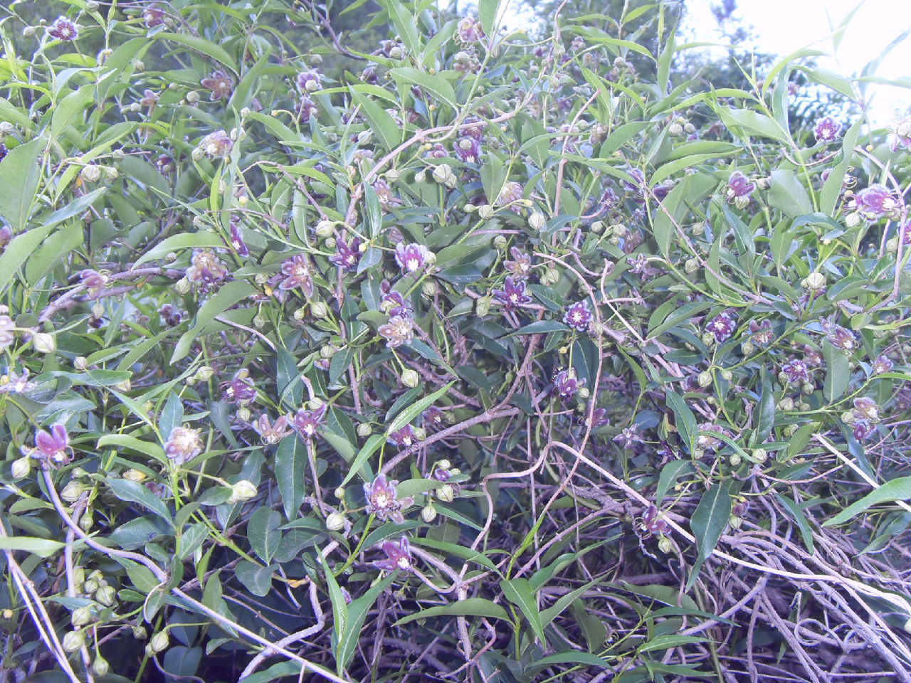  p>香加皮,中药名.为萝藦科植物杠柳 i>periploca sepium bge.