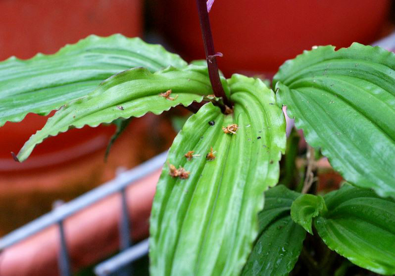  p>紫背沼兰(学名: i>malaxis roohutuensis /i>  (fukuyama) s. s.