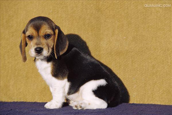  p>米格鲁猎兔犬又称为"比格犬",是世界名犬犬种之一,在分类上属于