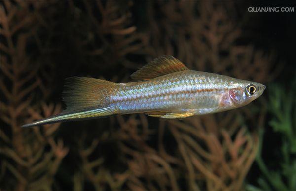 剑尾鱼