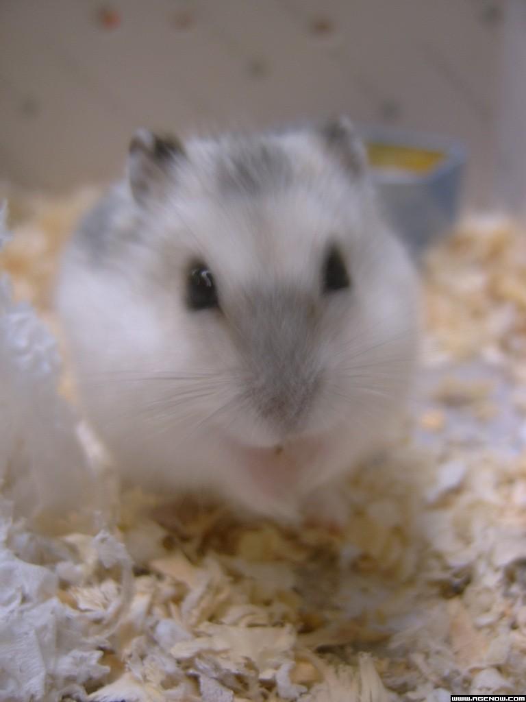 仓鼠—冬白