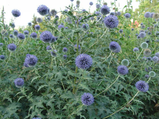  p>蓝刺头(学名: i>echinops sphaerocephalus /i> l.