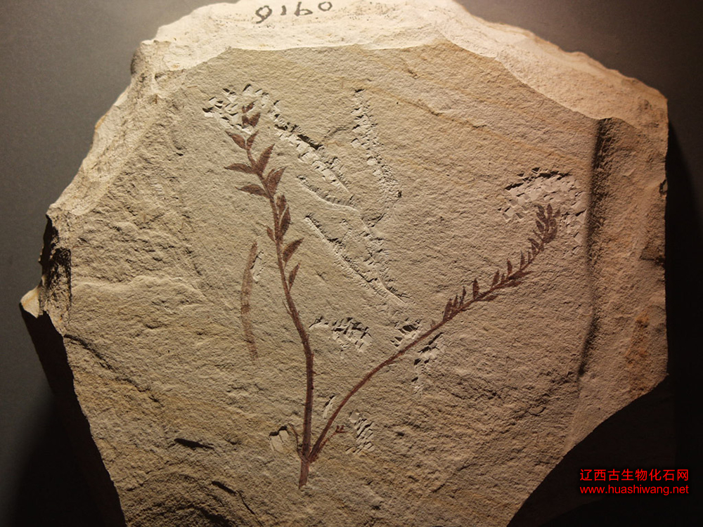  p>辽宁古果archaefructus liaoningensis sun et al.