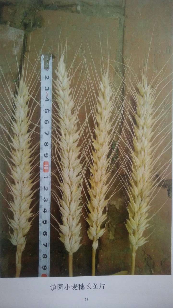 超级小麦