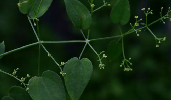  p>卵叶茜草(学名:rubia ovatifolia z. y.