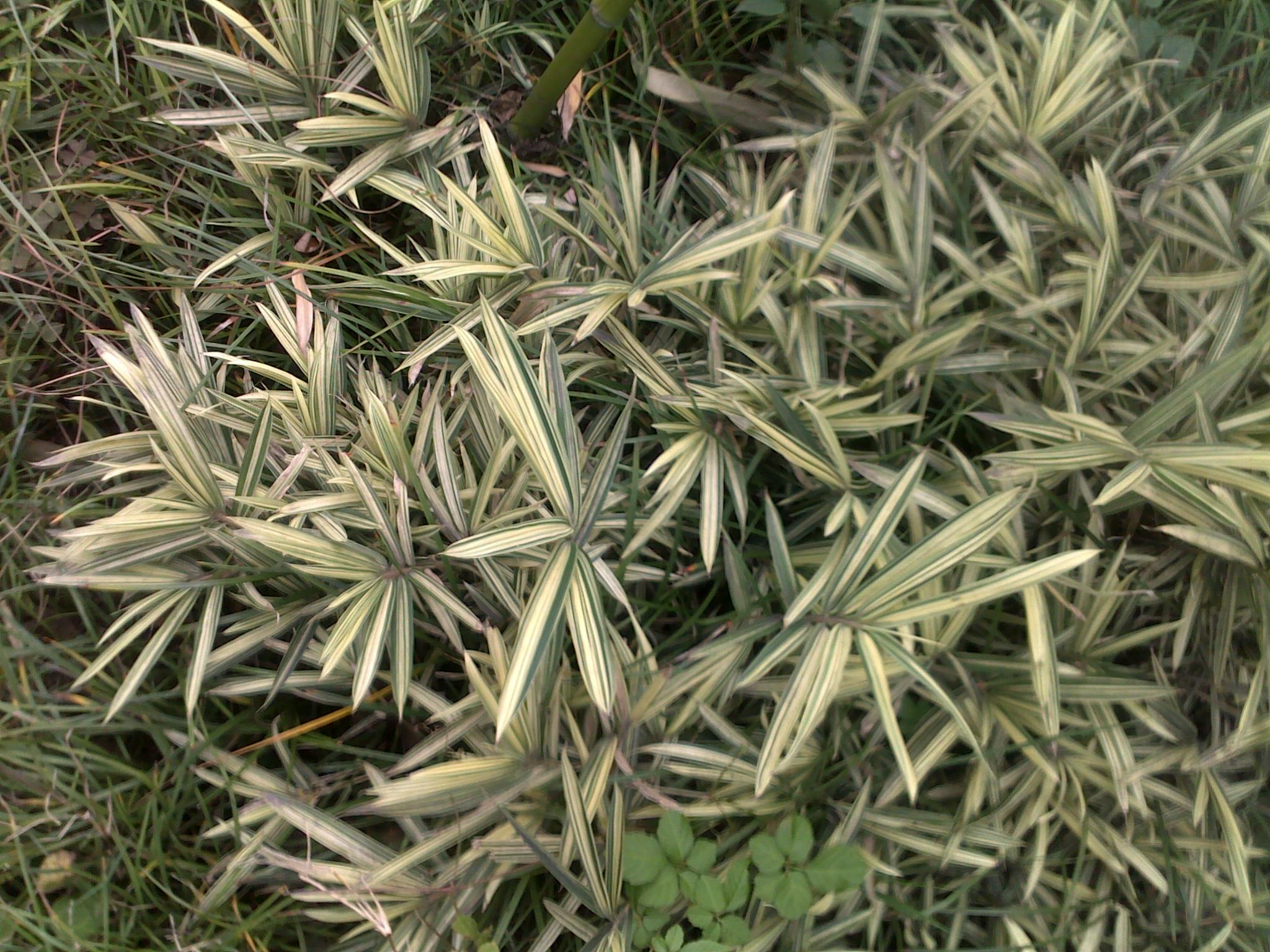  p>菲白竹(学名: i>sasa fortunei /i> (van houtte) fiori)是 a href