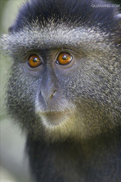  p>青长尾猴是属于 a href="#" data-lemmaid="3516708">脊索动物门 