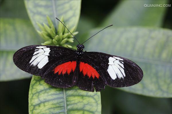  p>红带袖蝶 i>(学名:heliconius melpomene) /i>,又名红色邮差蝴蝶