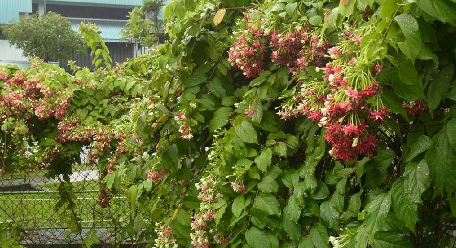  p>使君子科(学名: i>combretaceae  /i>r. br.