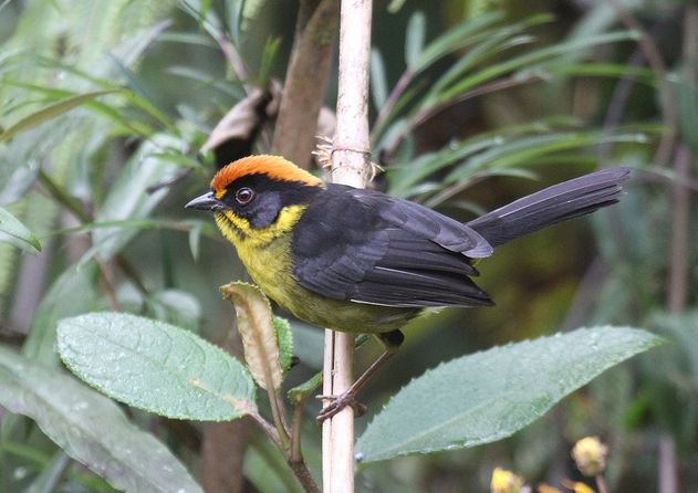 bolivian brush finch