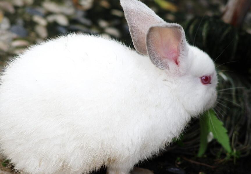 哈尔滨大白兔