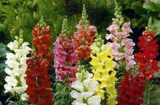 如何养殖金鱼草 才能颜色鲜艳 百科ta说