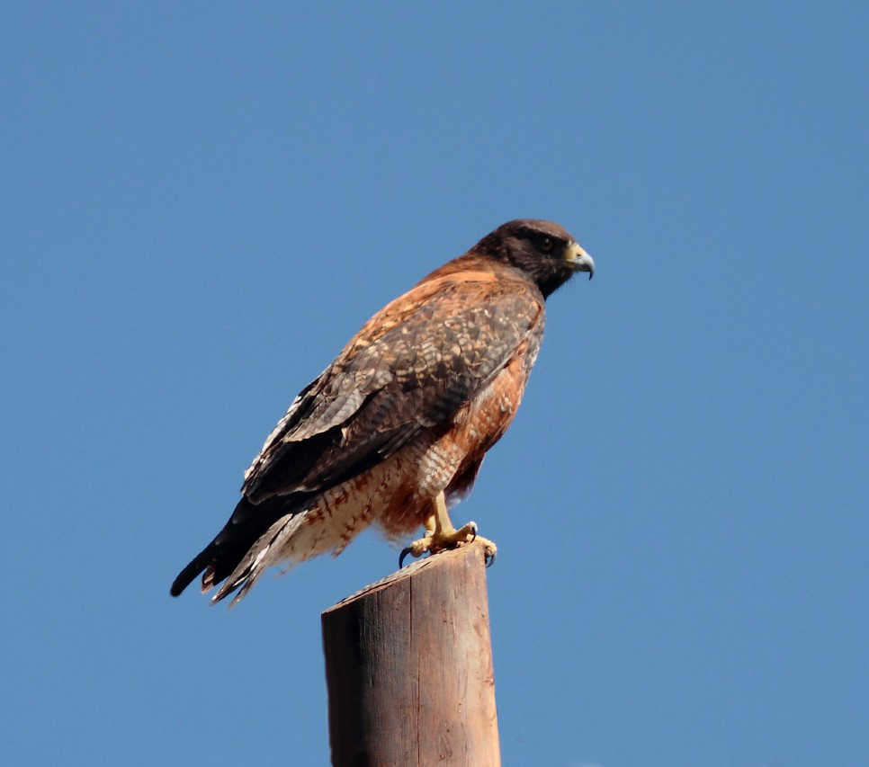 data-lemmaid="9479928">翼展 /a>110-120厘米,体重950克