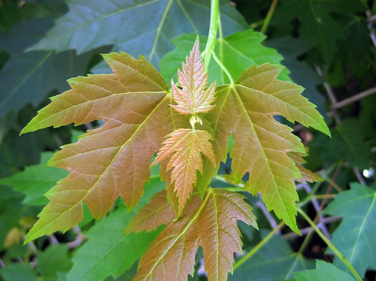  p>银白槭(学名:  i> i>acer /i>  i>saccharinum /i> /i> l.