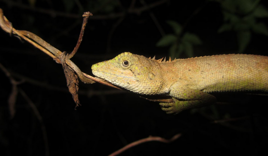 p>细鳞树蜥(学名:calotes microlepis)为鬣蜥科树蜥属的爬行动物.