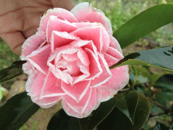  p>粉丹:福建别名—— a href="#" data-lemma