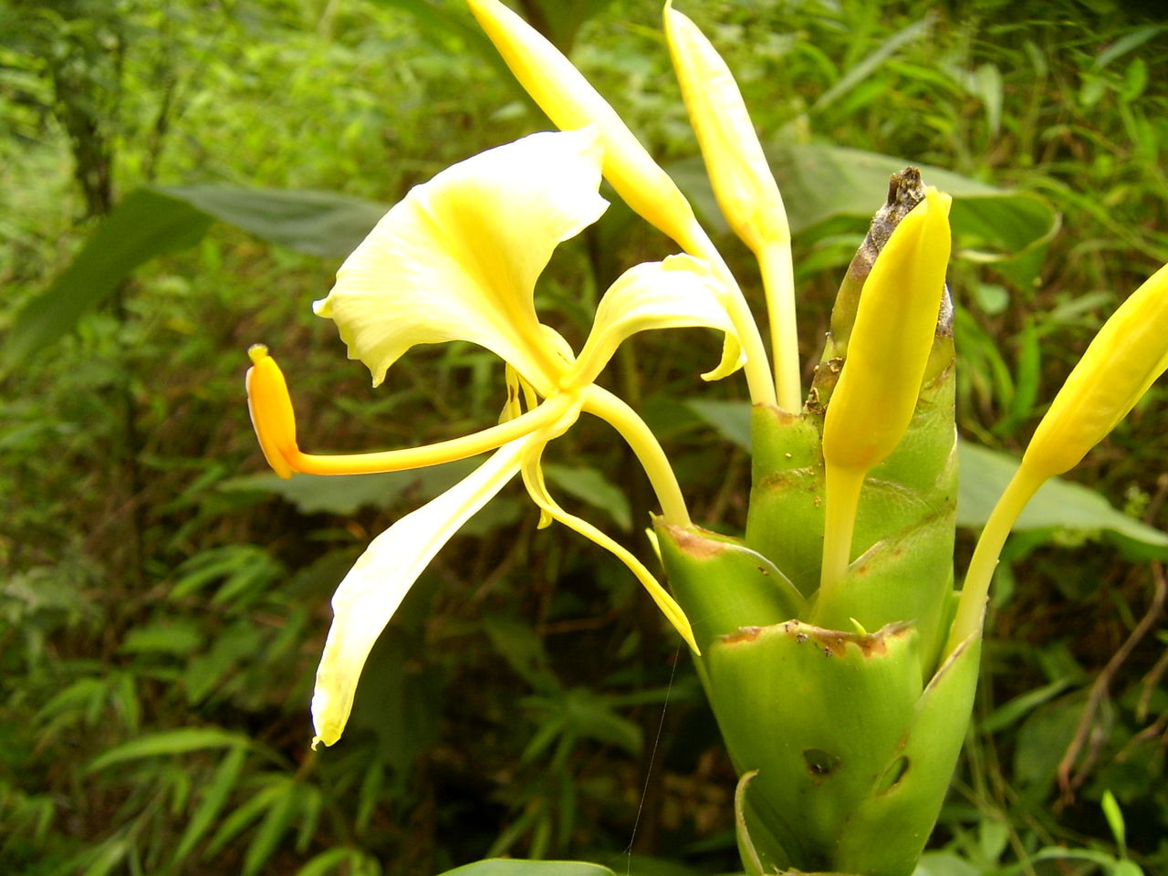  p>黄姜花(学名: i>hedychium flavum /i> roxb.