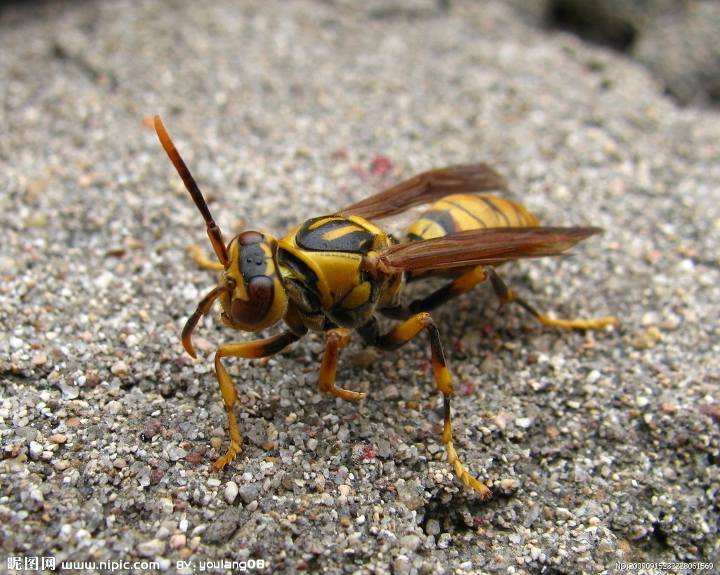 地黄蜂