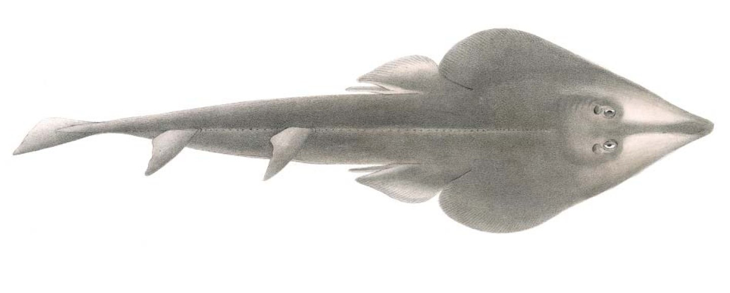  p>许氏犁头鳐(学名: i>rhinobatos schlegeli /i>)是犁头鳐科,犁头鳐