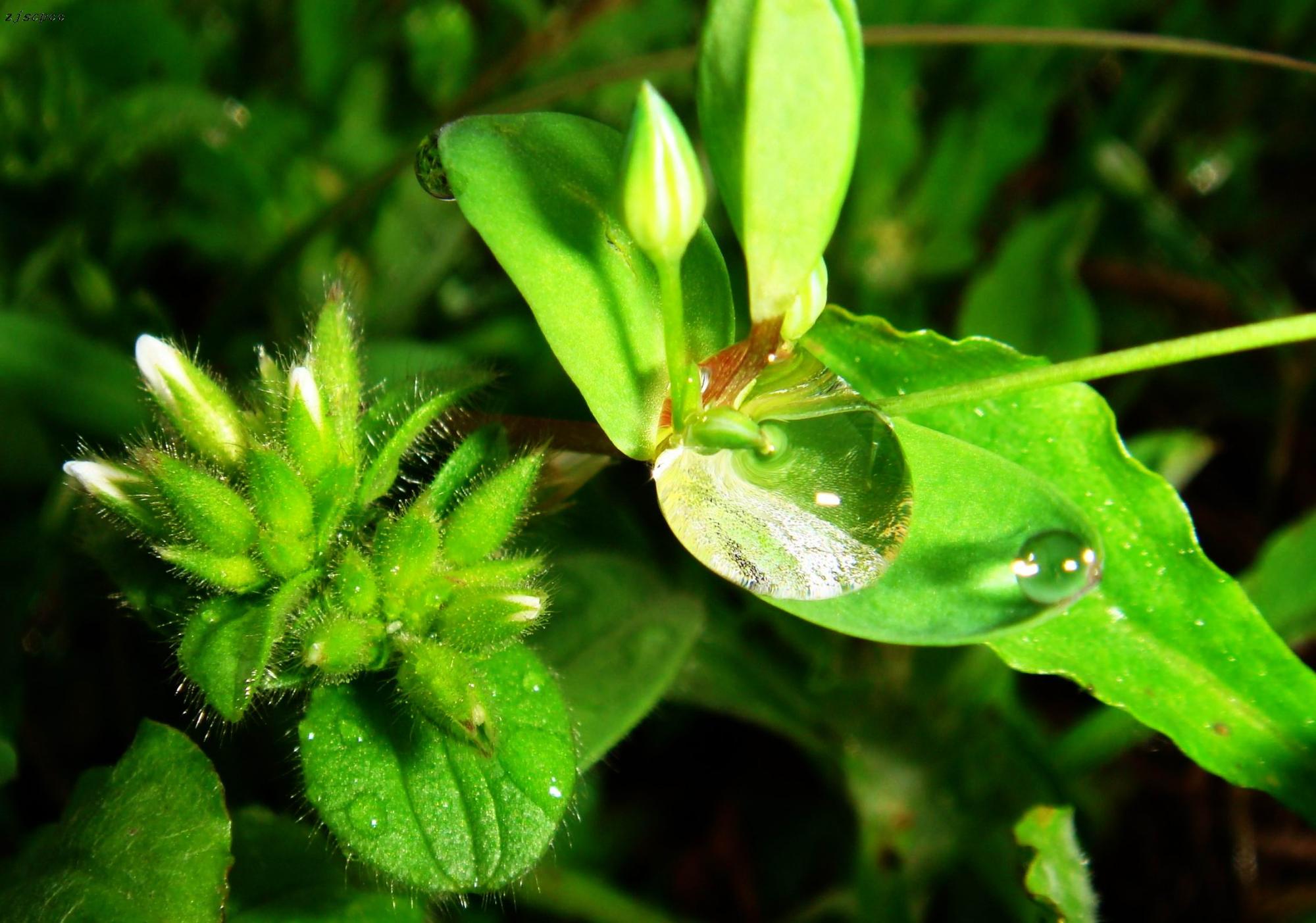  p>领春木科(eupteleaceae)植物为落叶灌木或乔木;枝有长枝,短枝之分