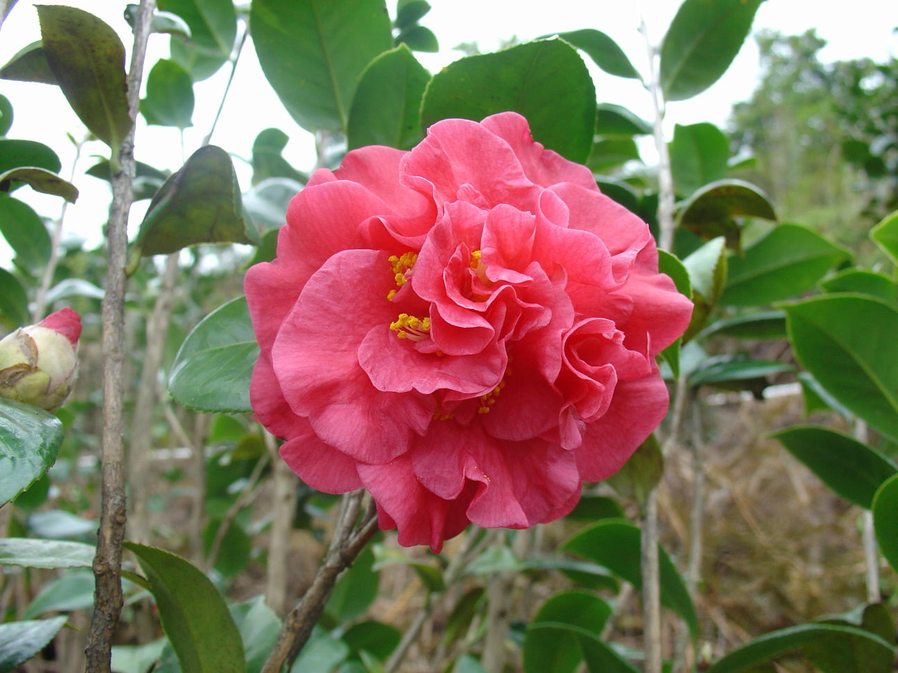 属茶花品种之一. /p>