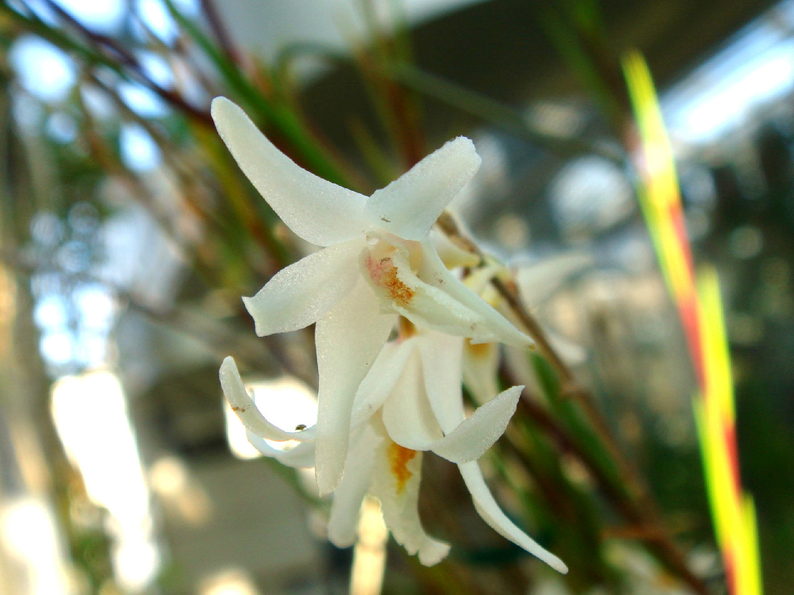 dendrobium exile schltr.