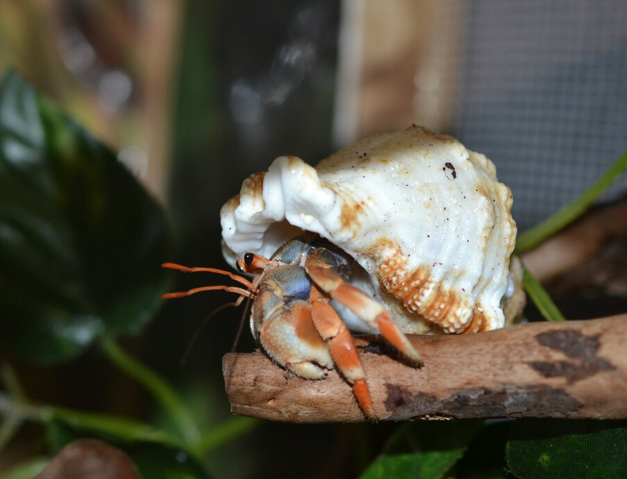 violascens)又称深 a target="_blank" href="/item/紫陆寄居蟹