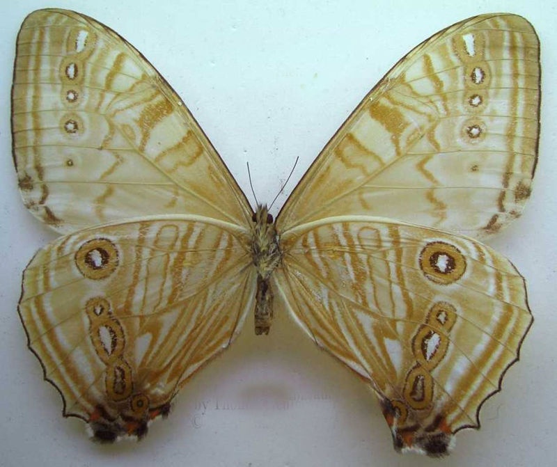 morpho sulkowskyi