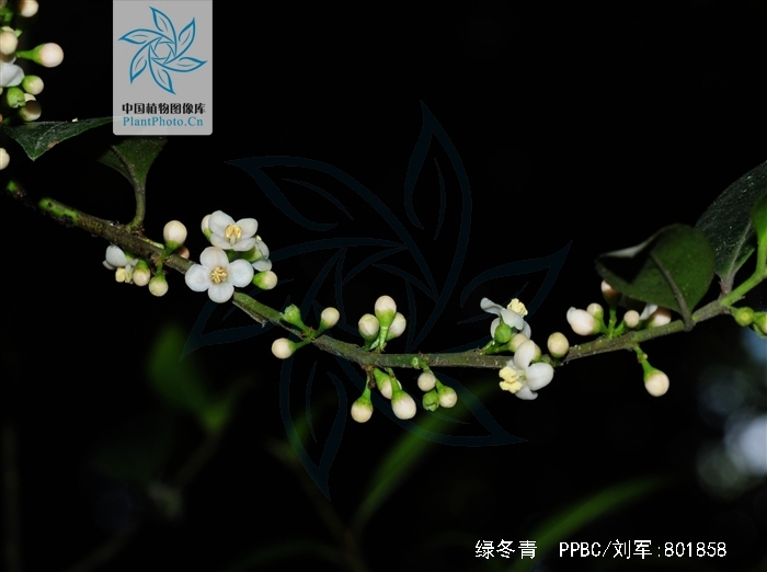  p>绿冬青(学名:ilex viridis champ. ex benth.