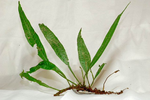 ching)是水龙骨科星蕨属植物,茎短而粗壮,叶呈淡绿色,孢子囊群为橙