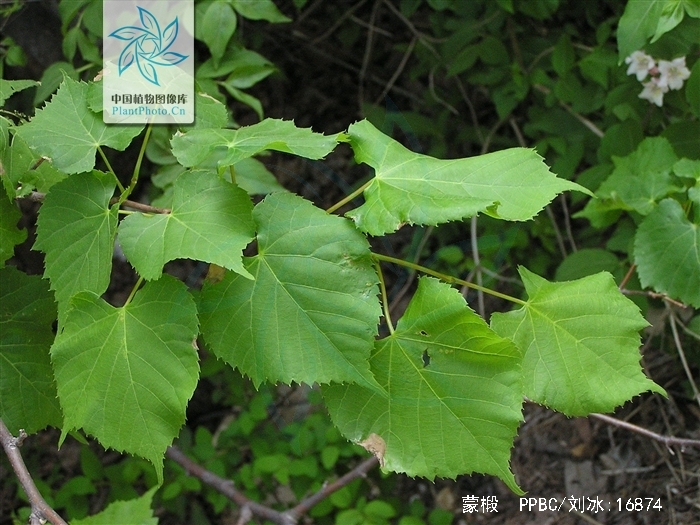是椴树科,椴树属植物,乔木,高10米,树皮淡灰色,有不规则薄片状脱落