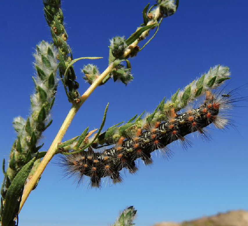  p>木地肤(学名: i>kochia prostrata /i> (l.) schrad.