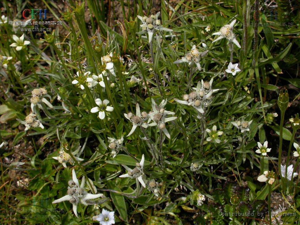 狭叶长叶火绒草