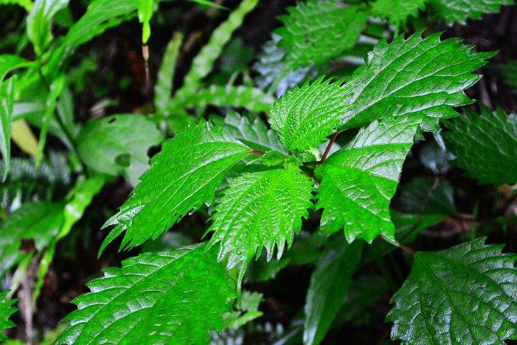  p>山冷水花(学名: i>pilea japonica /i> (maxim.) hand.-mazz.