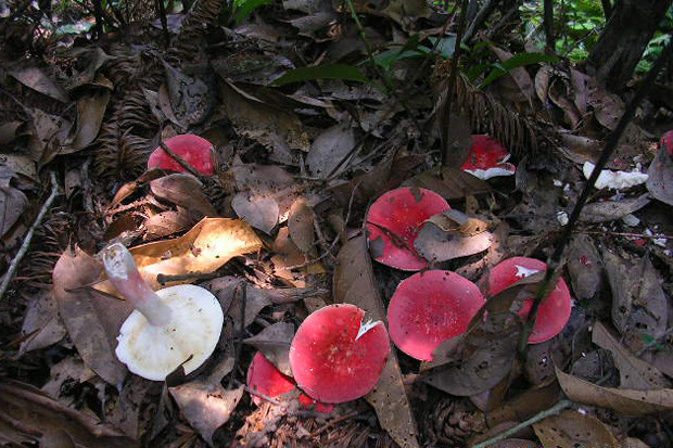  p>德化野生红菇,菌盖宽4—9厘米,扁半球形,后平展至中下凹,幼时粘,无