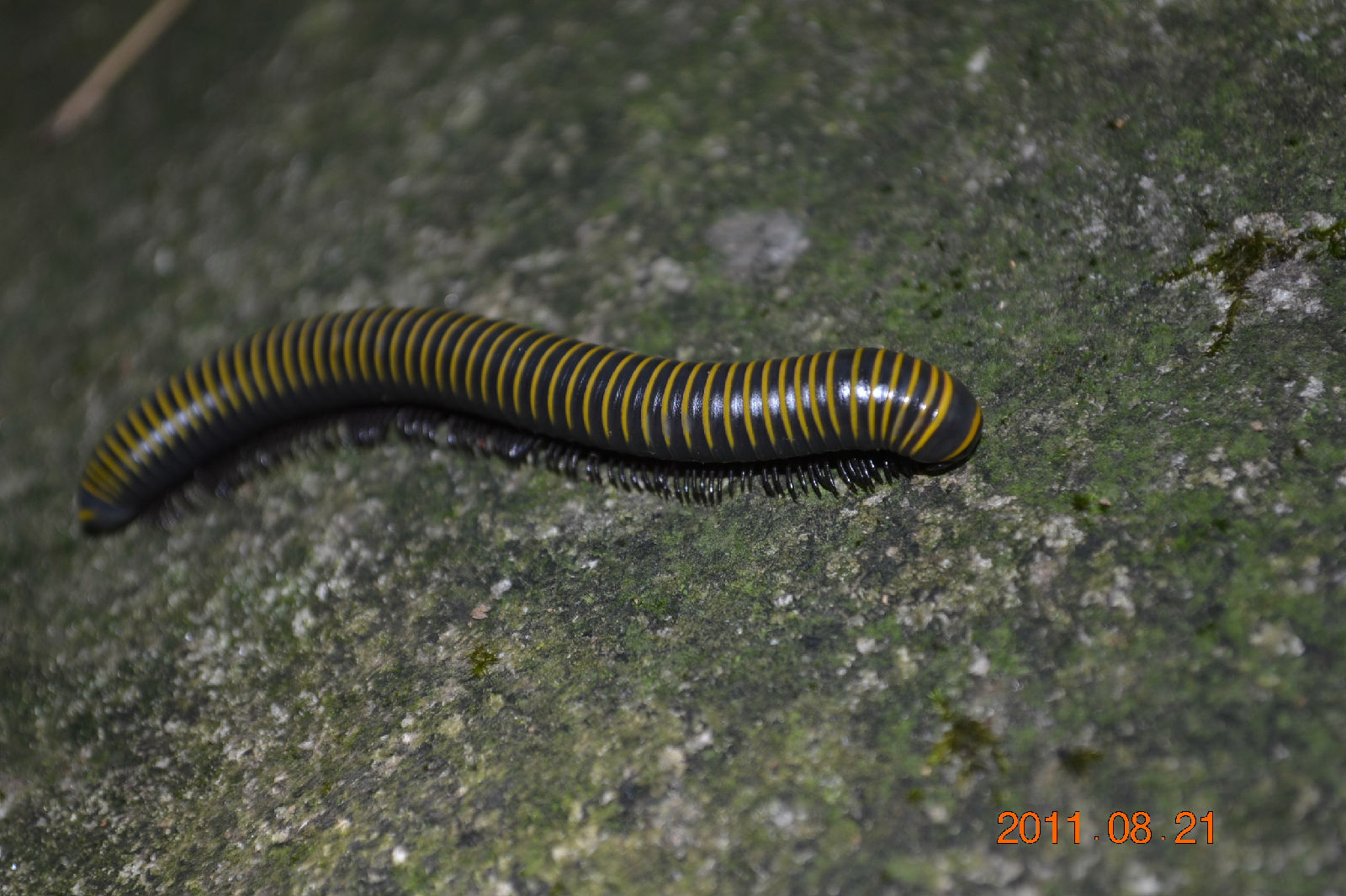  p>巨马陆属于节肢动物门 a>多足纲 /a>,多分布在 a href="#" data