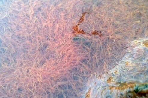 水蚯蚓,又名红丝虫,赤线虫,属<a href="#" data