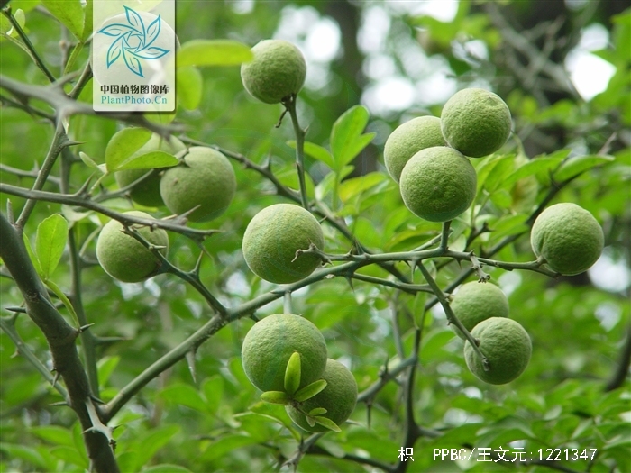  p>枳(学名: i>poncirus trifoliata  /i>(l.