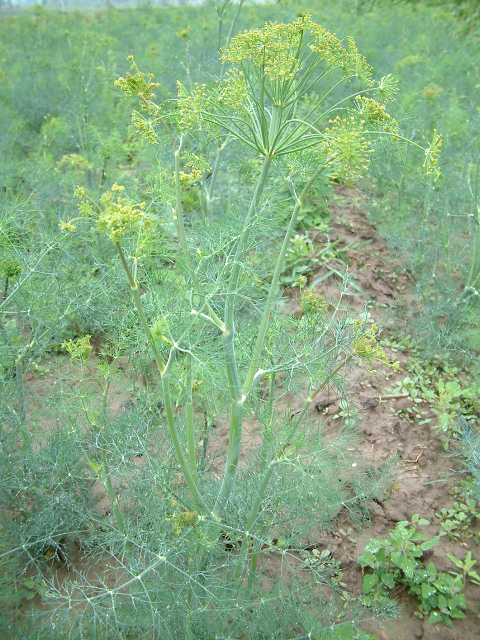  p>莳萝(学名:anethum graveolens l.)是伞形科莳萝属植物.