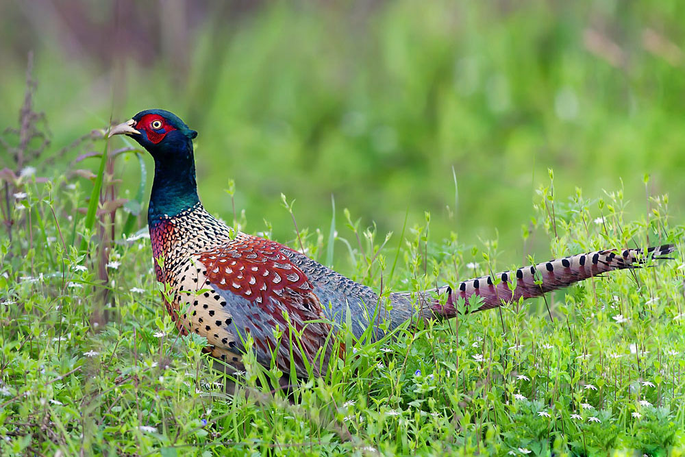 雉鸡高加索亚种